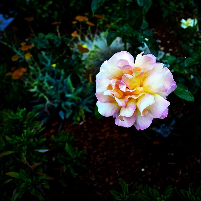 10894985_616442225168847_2036030954_n