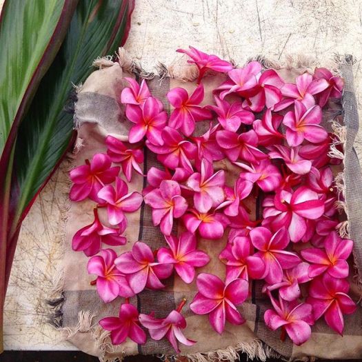 15251751_568476603347078_377253451786092544_n